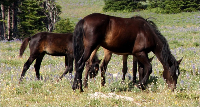 Wild Horses Pryor Mountains