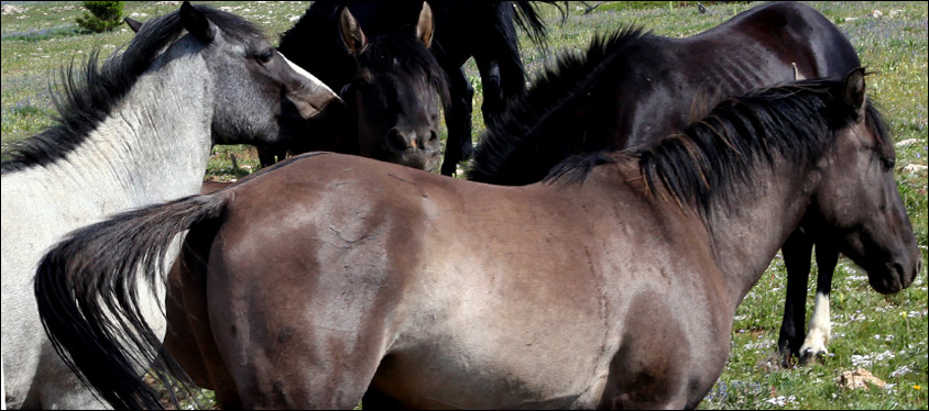 Wild Horses in the Pryor Mountains