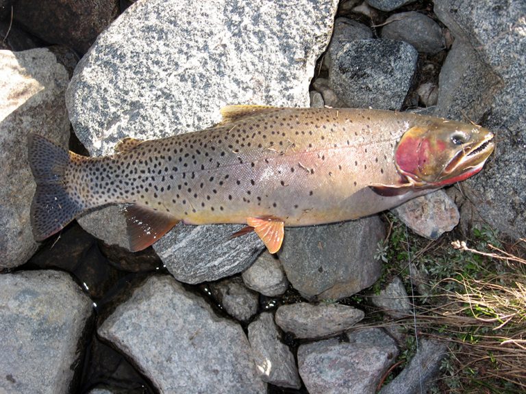 CutthroatTroutmontana Total Transportation